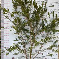 Pianta mirtus mirto non variegato