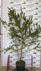 Pianta mirtus mirto non variegato