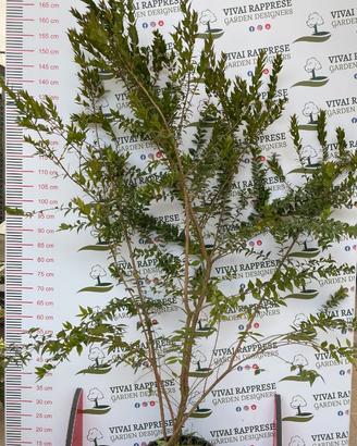 Pianta mirtus mirto non variegato