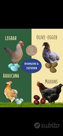 Galline