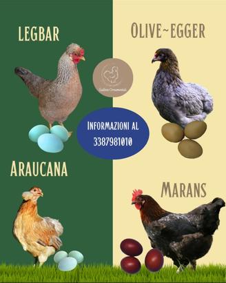 Galline