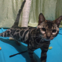 Gatto Bengala maschio