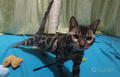 Gatto Bengala maschio
