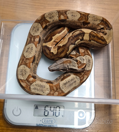 Serpente boa femmina