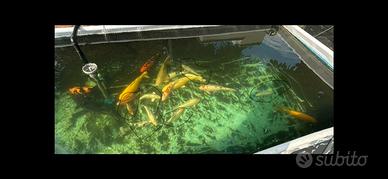 Carpe koi