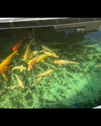 Carpe koi