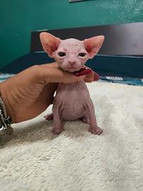 Cuccioli sphynx