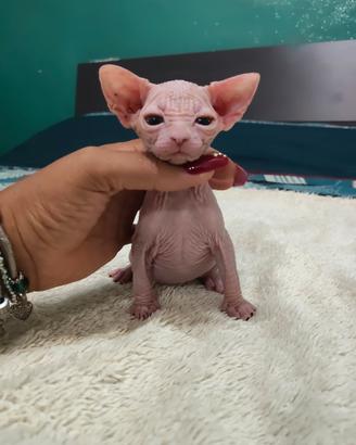 Cuccioli sphynx