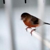 IBRIDO F1 (fertile) cardinalino per canarino