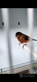 IBRIDO F1 (fertile) cardinalino per canarino