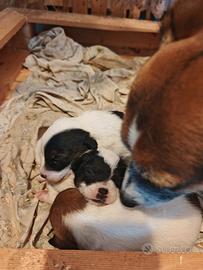Cuccioli Jack Russell Terrier con Pedigree