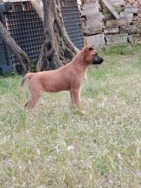 Pastore belga malinois