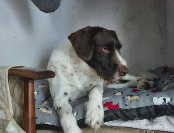Ettore Lagotto/Pointer- tartufo