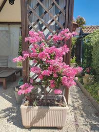 Vasi in cemento con Lagerstroemia  rosa