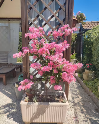 Vasi in cemento con Lagerstroemia  rosa