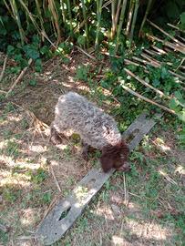 Lagotto Romagnolo