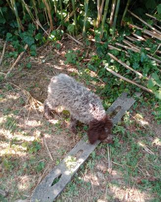 Lagotto Romagnolo