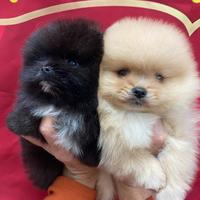 Spitz tedesco nano Pomerania