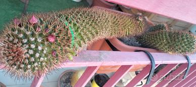 Mammillaria backbergiana ernestii Cactus 