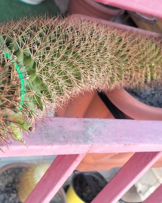Mammillaria backbergiana ernestii Cactus 