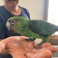 Pappagallo Fantiensis Baby