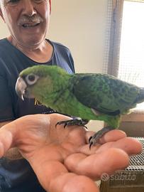 Pappagallo Fantiensis Baby