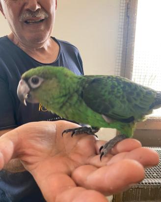 Pappagallo Fantiensis Baby