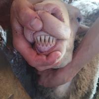 Montoni sardi lacaune