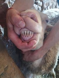 Montoni sardi lacaune