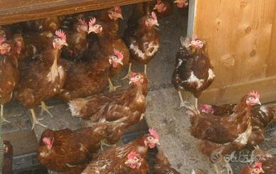 Galline 1 anno