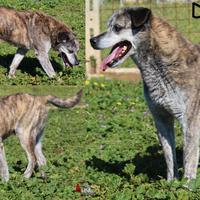 Dotto, anzianotto, dolce e simpatico