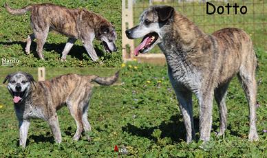 Dotto, anzianotto, dolce e simpatico