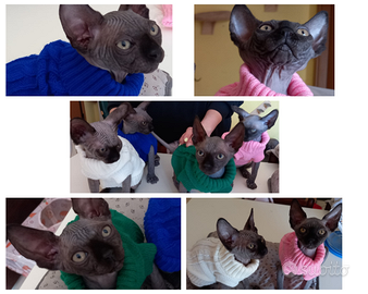 Cuccioli di gatto Sphynx