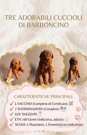 Barboncini