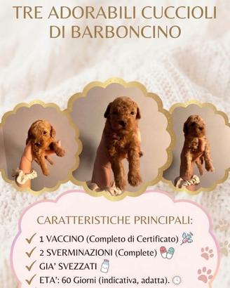 Barboncini