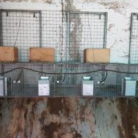 gabbia conigli fattrice 4 posti