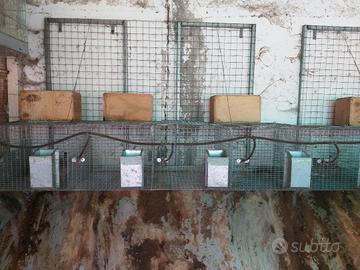 gabbia conigli fattrice 4 posti
