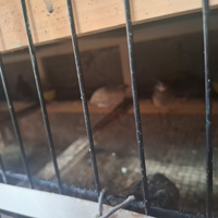 Quaglie