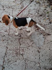 Cucciolo Beagle originale