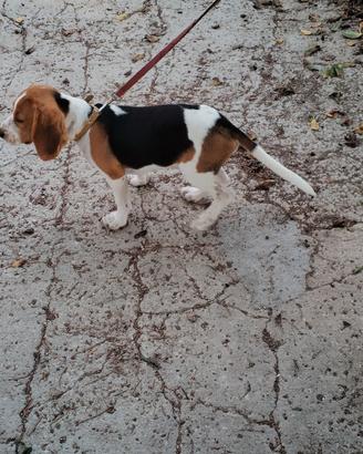 Cucciolo Beagle originale