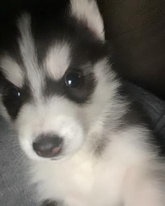 Husky siberian