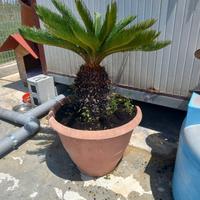  pianta cycas..