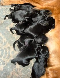Cuccioli Cocker