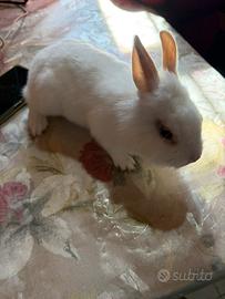 Coniglio testa di leone