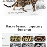 Bengal dolche,afetuosi