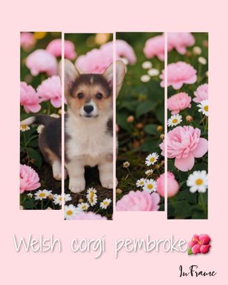 Corgi pembroke