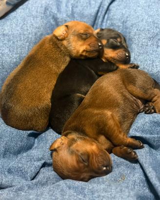 Pinscher