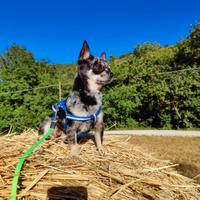 Stalloncino chihuahua disponibile per monta