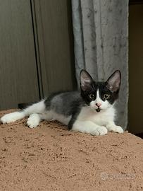 Sto regalando un gattino