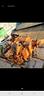 trattore-fiat-25-sollevatore-completo-usato